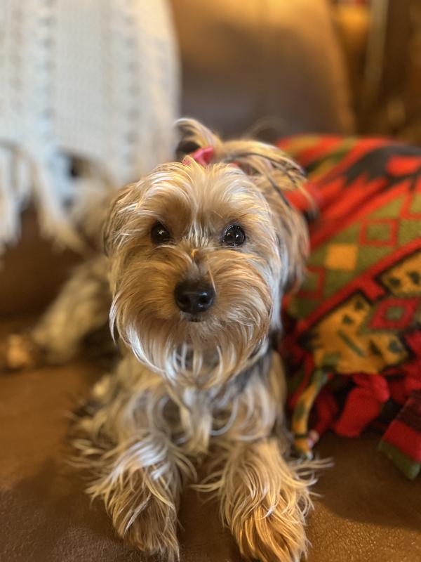 They are cut just right for a small dog. I have a little Yorky. She loves him. She looks forward to seeing them even the package. Thank you so much for your product. Have a blessed holiday.