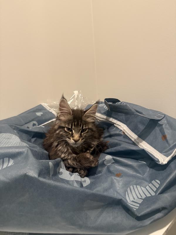 How to sit after slapping ure handicap brother over a lockable