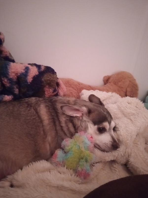 Just a little nap with my frens in mom's bed.