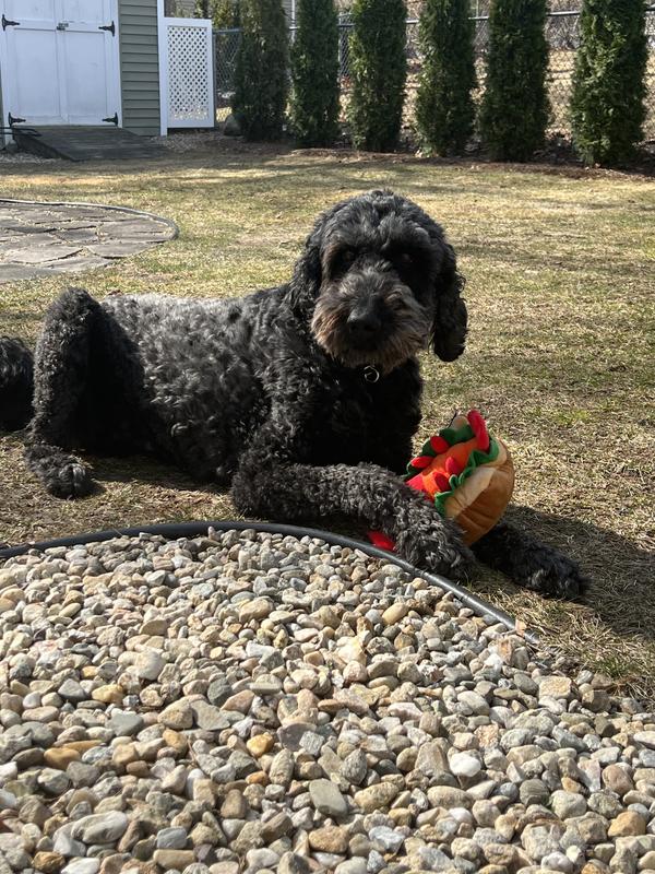 All new toys must go outside… lol