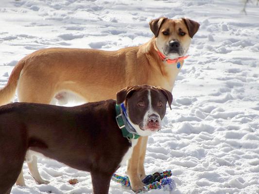 My Rhodesian Ridgeback Caesar loves to play with his best friend Hershey