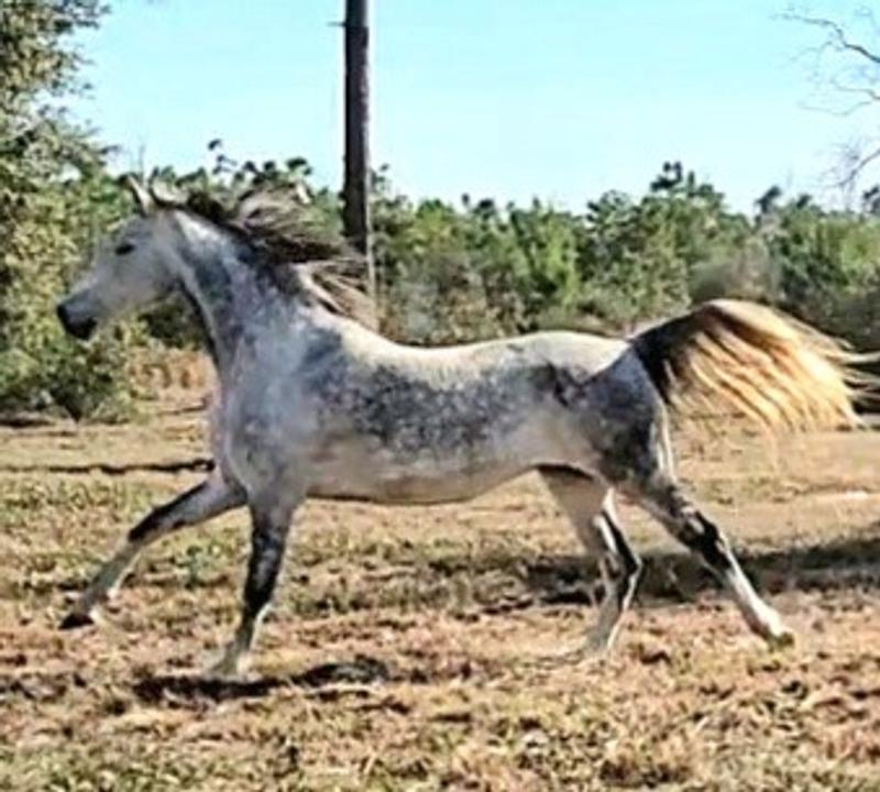 Above mentioned boss mare.