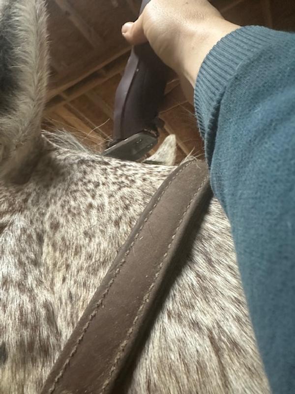 Running clippers beside ears to trim bridle path. It was too cold to trim ears.