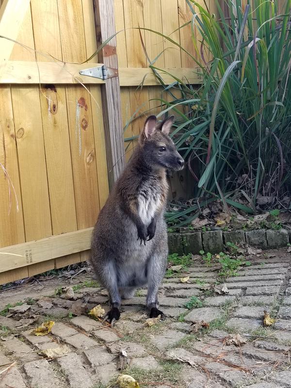 Sophie, my wallaby.