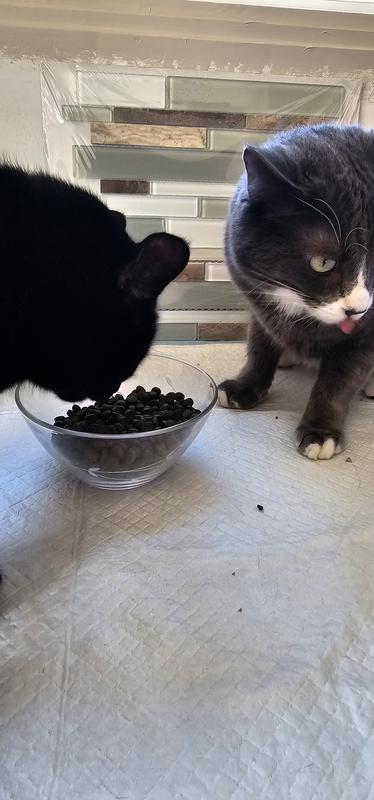 Wasn't happy because he had to share!