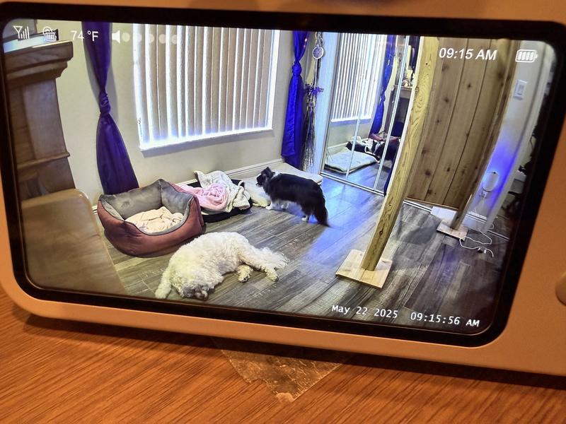 These are my too fur babies.