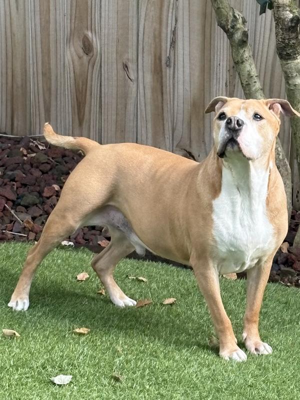Mack dog hanging out in the backyard