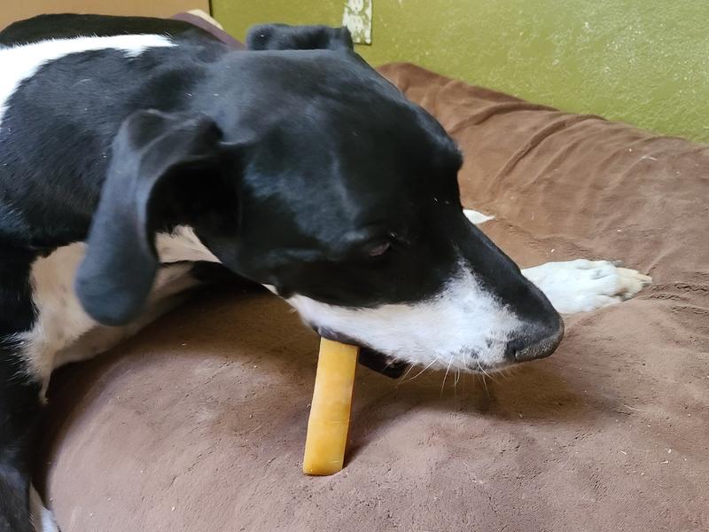 Gino getting started with his new chew treat