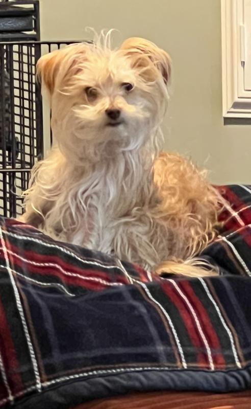 Harold R Ferguson 🐶