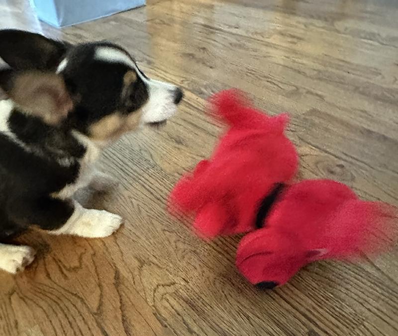 Action shot! It's hard to get a photo of Fiona at play with Clifford