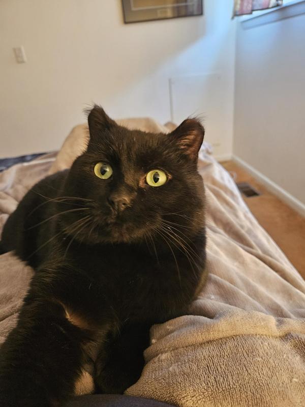 My bear cat