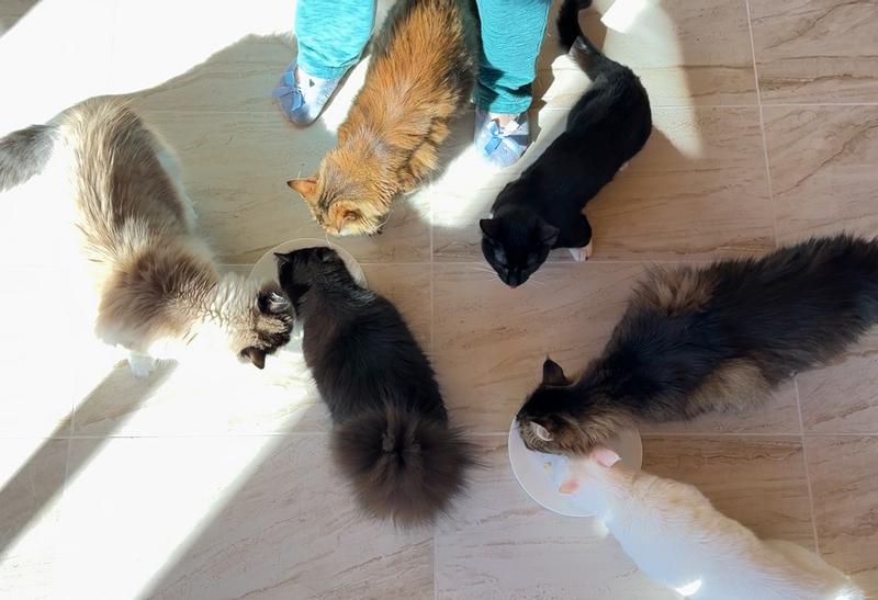 Six out of six cats agree - it's purrlicious!