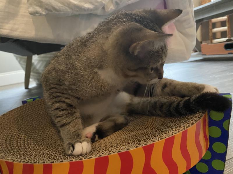 Kitten one claims the new territory