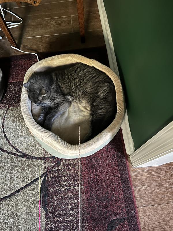 Jasper in his cozy new bed.