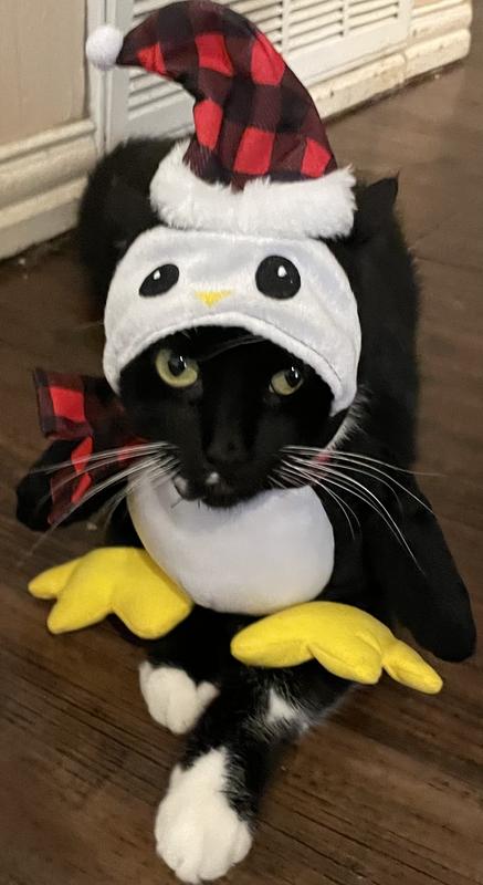 Penguine cat