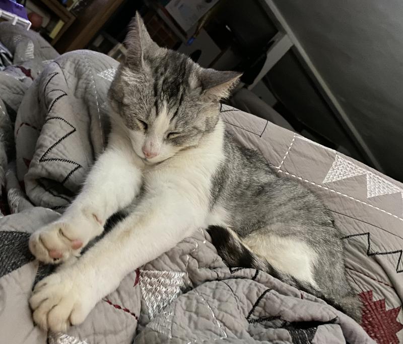 Ted. We found him very thin, sick from worms and abandoned by his previous family. He is now fat and sassy and a healthy cat who is loved.