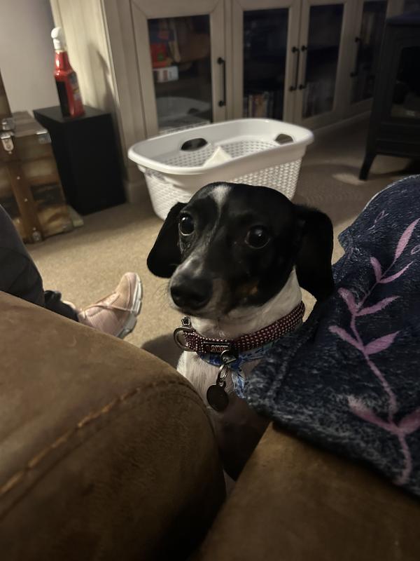 Miniature dachshund. His name is Willie!