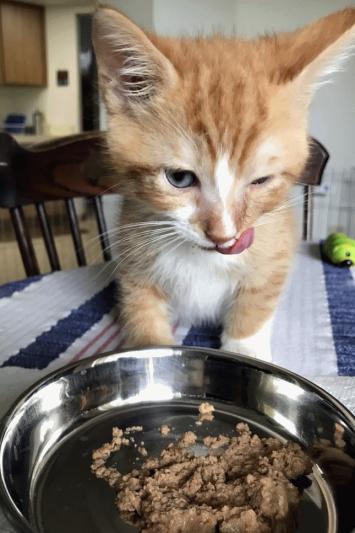 Our kitten loves Wellness grain free canned kitten food