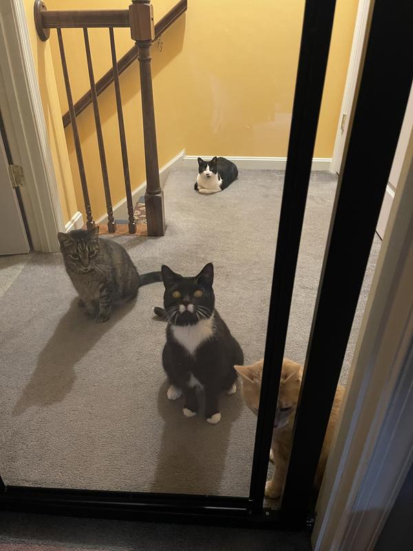 Babies looking in at new adult baby!