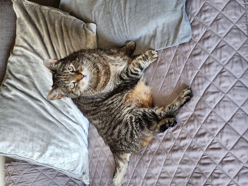 SHIRLEY K'S Senior Cat Litter Box, XLarge, Gray