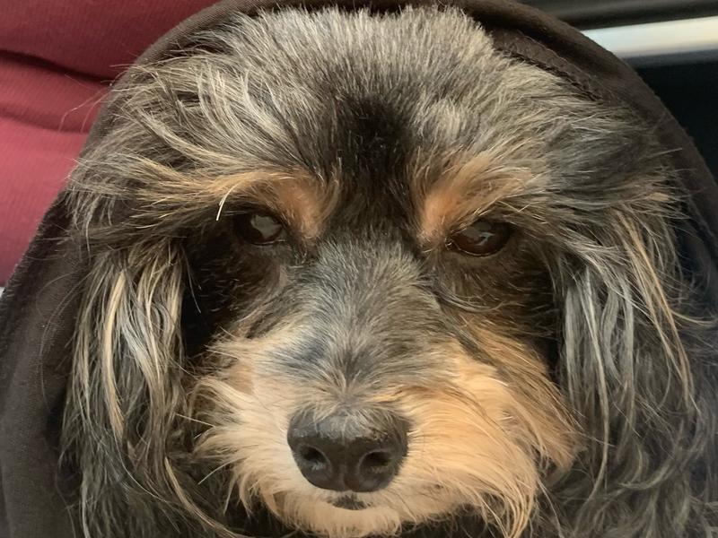 The 3 dogs* who enjoyed the bil- jac ( larry is a dog too)