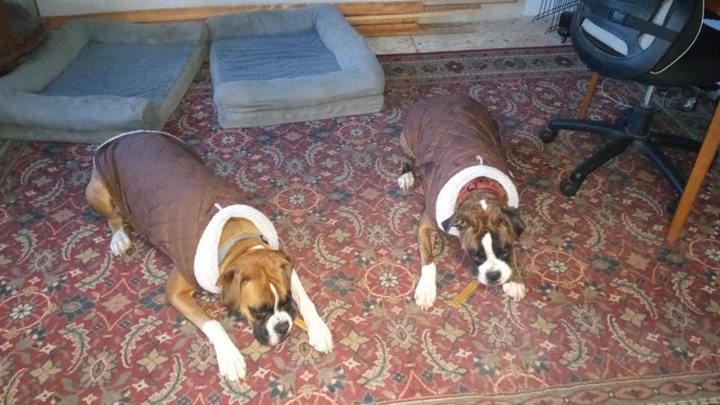 They love their Christmas jackets!