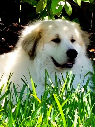 Bentley Bear, the Baby