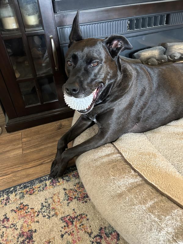 Bear on her pillow