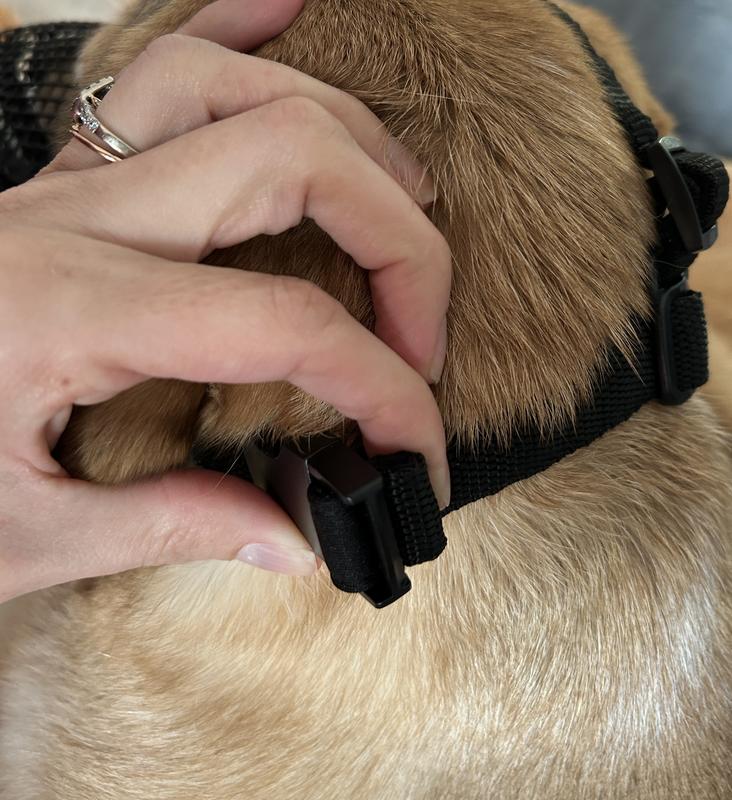 On the loosest setting, so it’s a little tight around her neck/head.