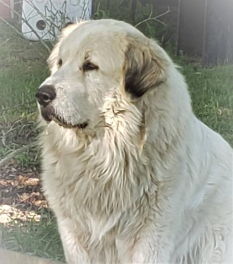 Romeo, male Great Pyrenee