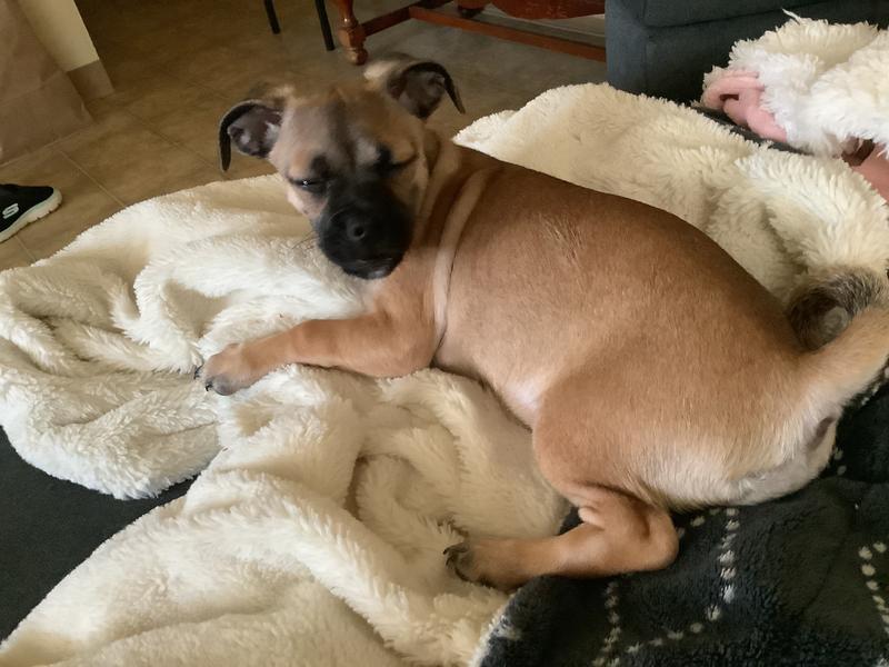 Abbey is enjoying her Milk Bone Maro Treats!