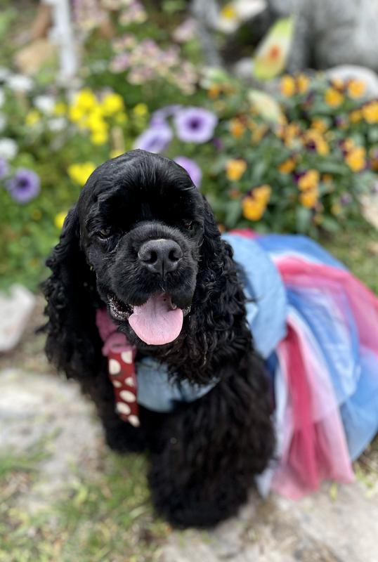 Happy Dolly Doodledog