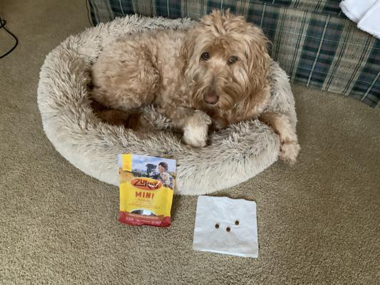 Emmy Lou and little Zukes treats