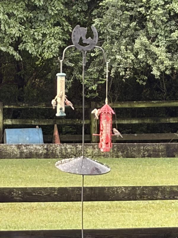 Birds love it!