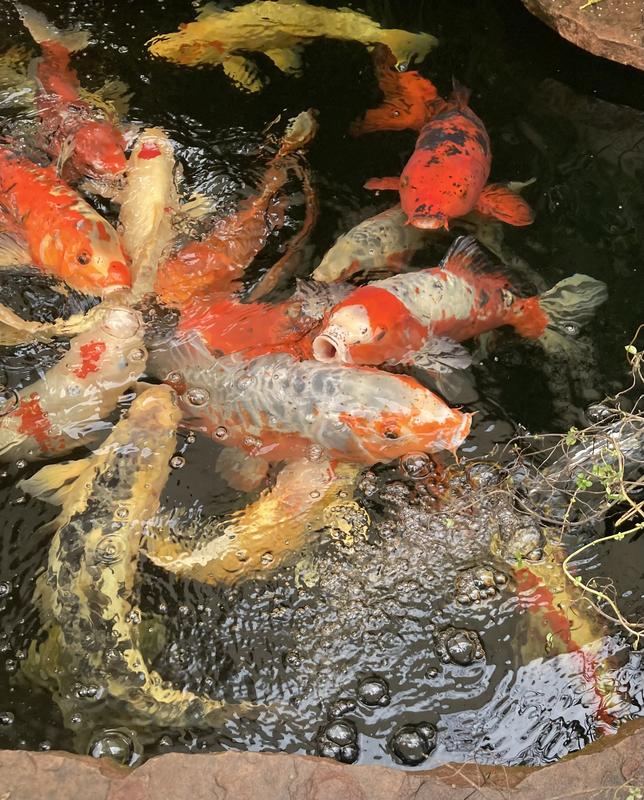 XL Koi Love XL koi-food!