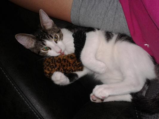 Symba he is 9 months old