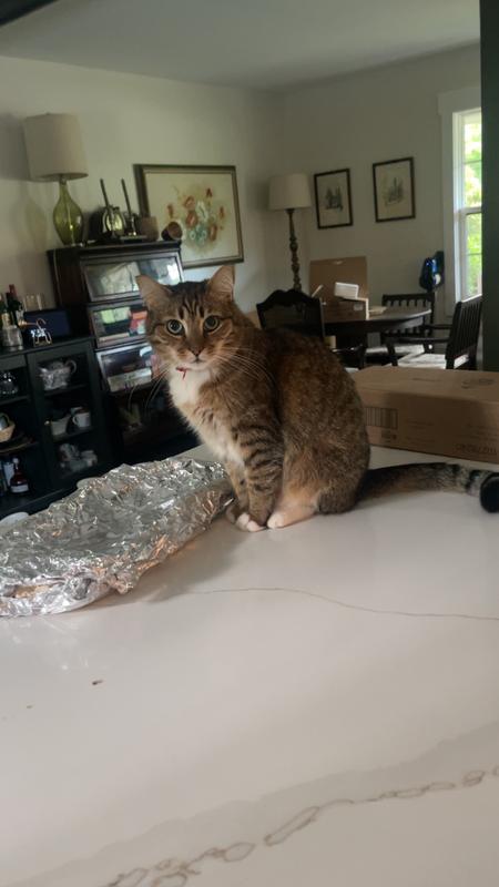 Bennett guarding a meringue