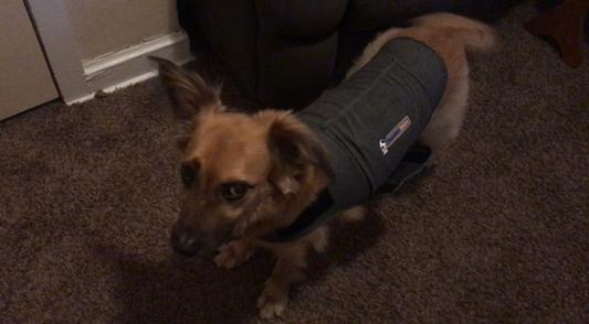 Thundershirt for cheap german shepherd