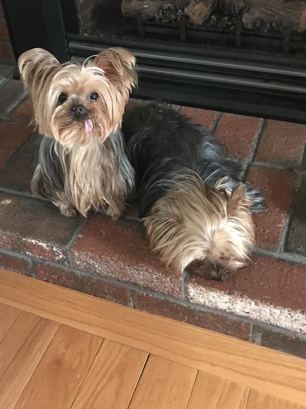 Zuzu and sister Poppy