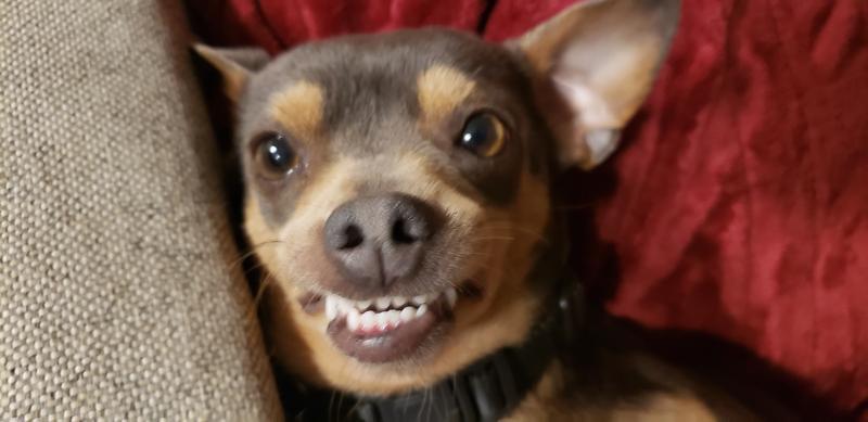 Ralphie face now he is free of ticks.