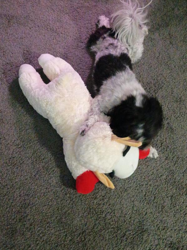 Fun to wrestle with!