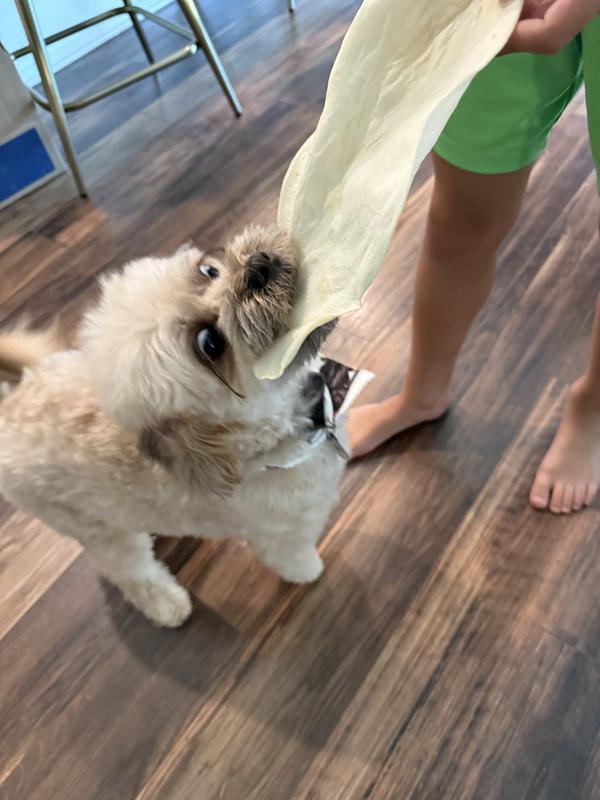 15 lbs shihpoo vs large beef ear