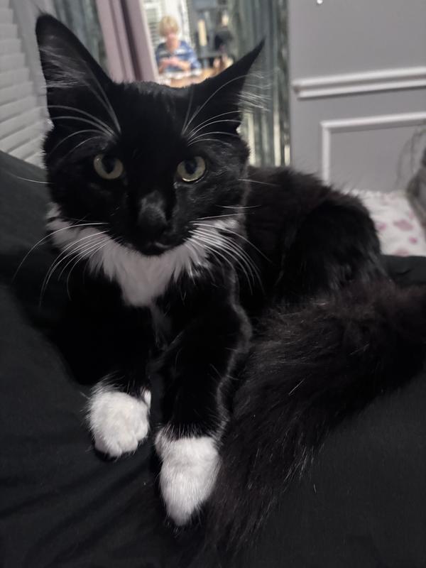 He fell off the bed backwards after I took this lolol