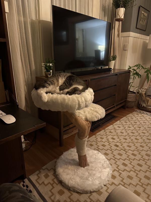 FRISCO Natural Wood Modern Cat Tree with Toy, Ivory, Medium