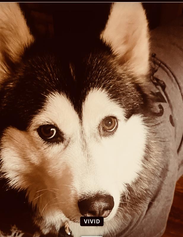 EVOLUTION Medium Rotating Teeth Dog Comb