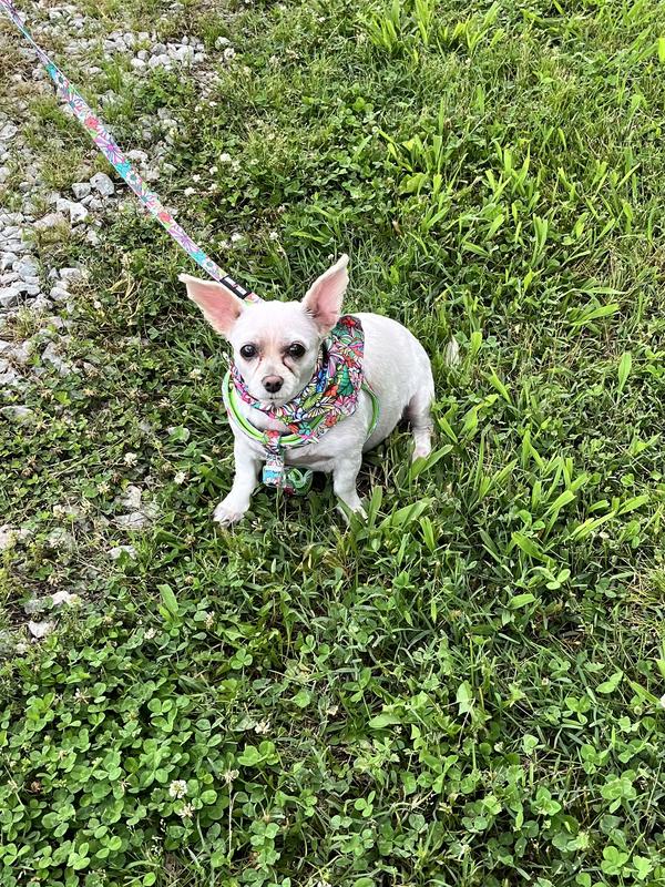 Gidget’s final round on this beautiful day with her new outfit, that she clearly feels extra special and wearing it.