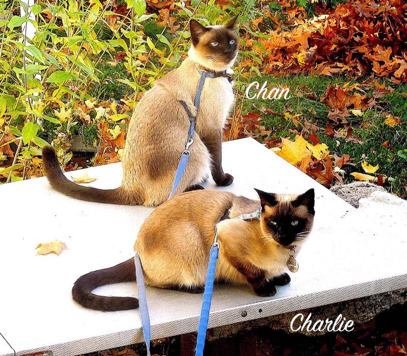 CHARLIE & CHAN