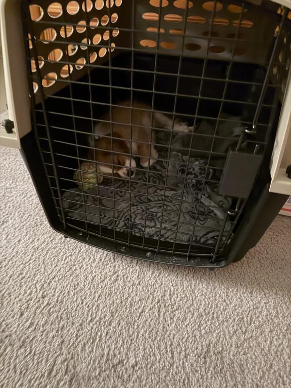 Captivity!!  😂😂  But necessary for the trip to get my Pup home safely!