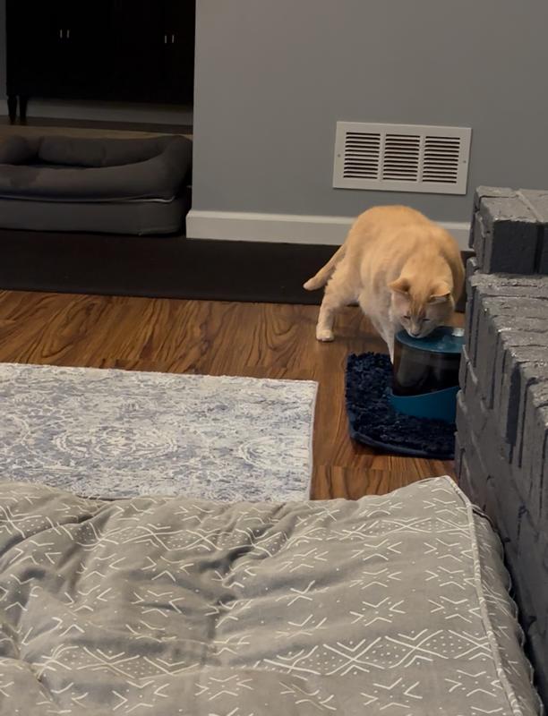 It took the cat a second but he likes it too!