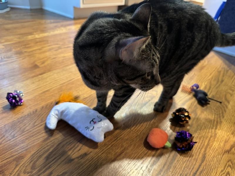 Taz loving his new toys